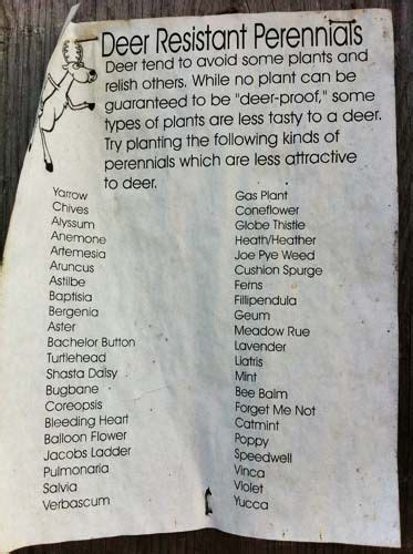 The sizeable percentage of single detached homes in the housing stock of this town is an important part of its character. Took this picture in the perennials shed at Brunswick ...