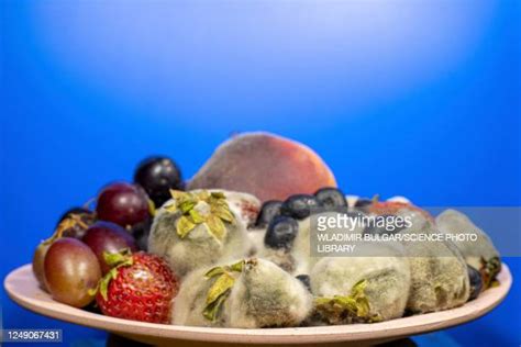 Rotten Berries Photos And Premium High Res Pictures Getty Images