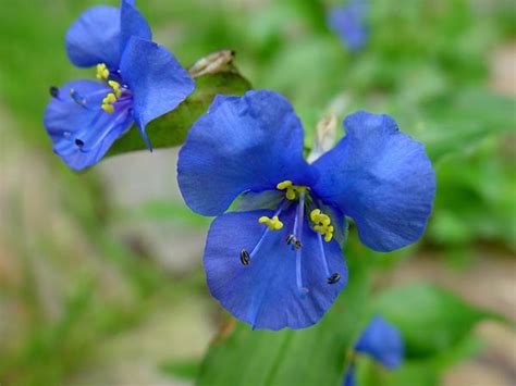I fiori blu sono sinonimo di chiarezza. 14 fiori blu per tutte le stagioni: dalla primavera all'inverno