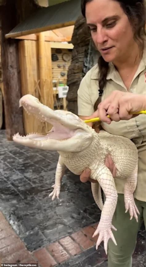 Thats The Spot Albino Alligator Grins From Ear To Ear As Zoo Keeper