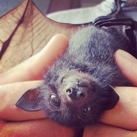 Baby Bat Baby Bats Cute Baby Bats Cute Bat