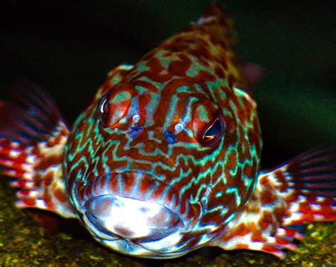 Poopaa Hawaiian Hawk Fish Photograph By Lehua Pekelo Stearns