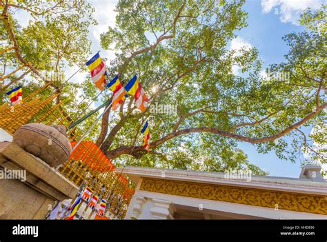 Jaya Sri Maha Bodhi Hi Res Stock Photography And Images Alamy