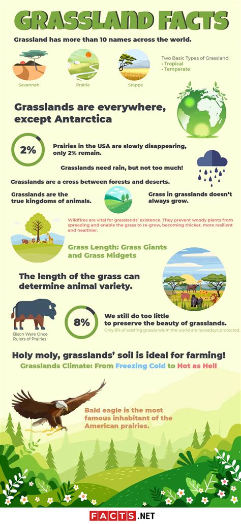 Top 16 Grassland Facts Animals Plants Climate And More