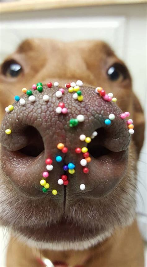 16 Super Boopable Dog Noses Cuteness