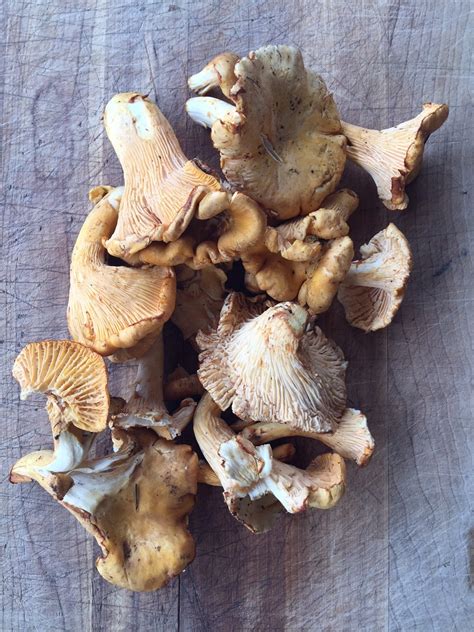 Wild Mushroom Recipes Hungry For Louisiana