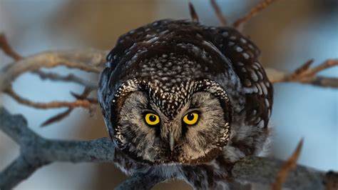 Download 1920x1080 Wallpaper Yellow Eyes Of Owl Bird Curious Predator