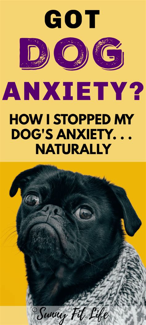 Dog Anxiety Remedies Relief Pin 3