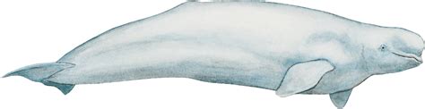 Beluga Whales Png Sharp Details