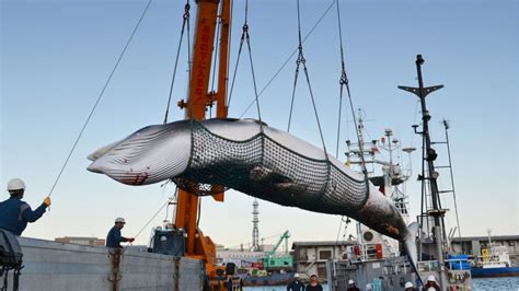 Japan To Withdraw From Iwc To Resume Commercial Whaling Sources