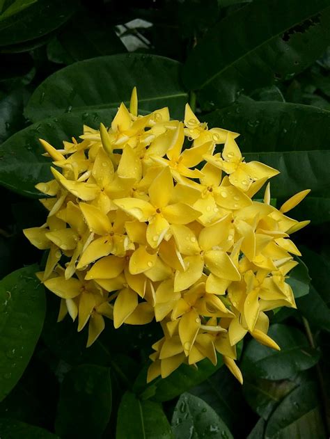 Bunga Asoka Kuning Daun Kecil