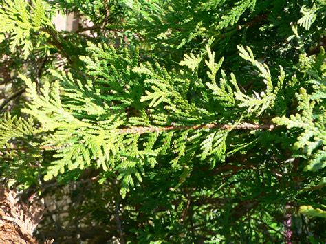 Sacred Tree Profile Eastern White Cedar Thuja Occidentalis The