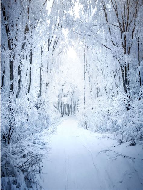 5x7ft Winter Wonderland Forest Snowy Tree Path Fairy