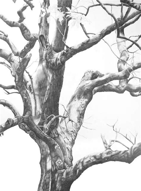 Keystone Ancient Forest Graphite Pencil Drawing By Fran Hardy Nature