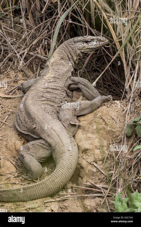 The Indian Monitor Lizard Varanus Bengalensis In The Grasses Of The