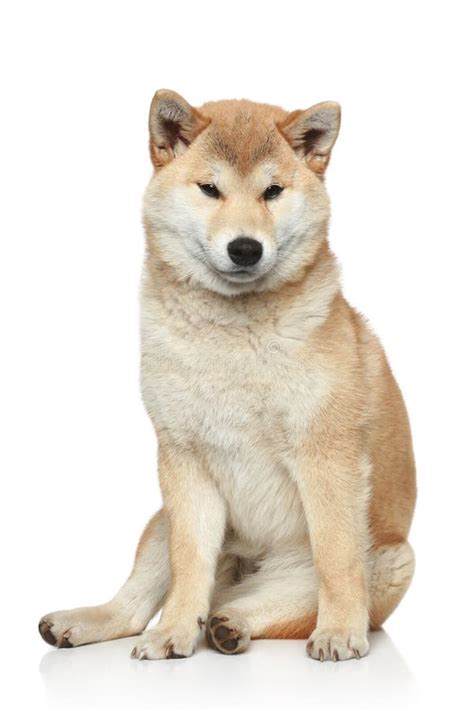 Shiba Inu Dog On A White Background Stock Photo Image Of Sitting