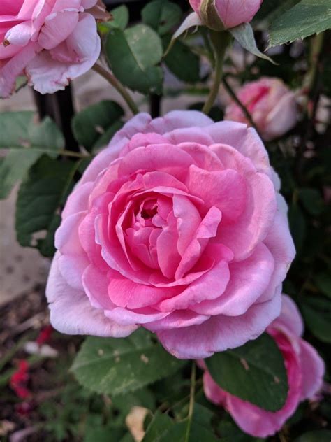 For almost 60 years david austin has been breeding exquisite english roses. Pink David Austin rose | Austin rose, David austin roses, Rose