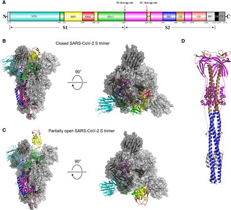 Frontiers The Sars Cov 2 Spike Glycoprotein Biosynthesis Structure