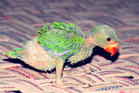 392 Baby Parrots Stock Photos Free And Royalty Free Stock Photos From