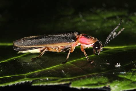 Common Eastern Firefly Photinus Pyralis Occoquan Region Flickr
