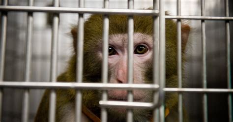 Petition Seeks Better Treatment Of Monkeys The New York Times