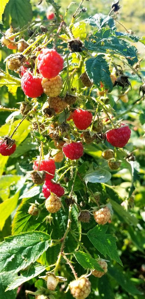 Sweet Organic Everbearing Raspberries 3 Sizes Plants Fertilizer