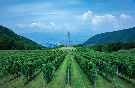 Uncorking Japans Yamanashi Wine Country Discovery