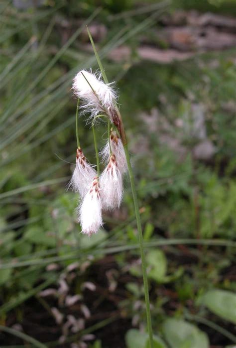 Tall Cottongrass 130110 Common Name Eriophorum Angustifolium