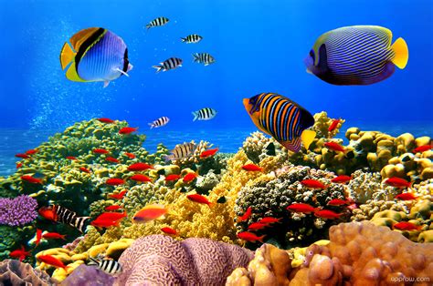 Tropical Fish Coral Reef Wallpaper Download Fish Hd