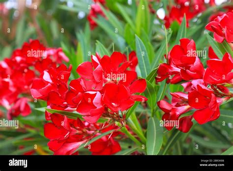 Delicate Flowers Of A Red Oleander Nerium Oleander Bloomed In The