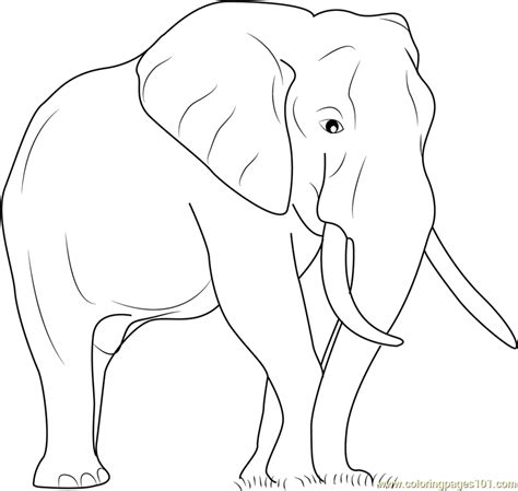 Elephant The Big Animal Coloring Page For Kids Free