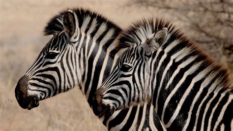 Free Stock Photo Of Africa Animals Safari