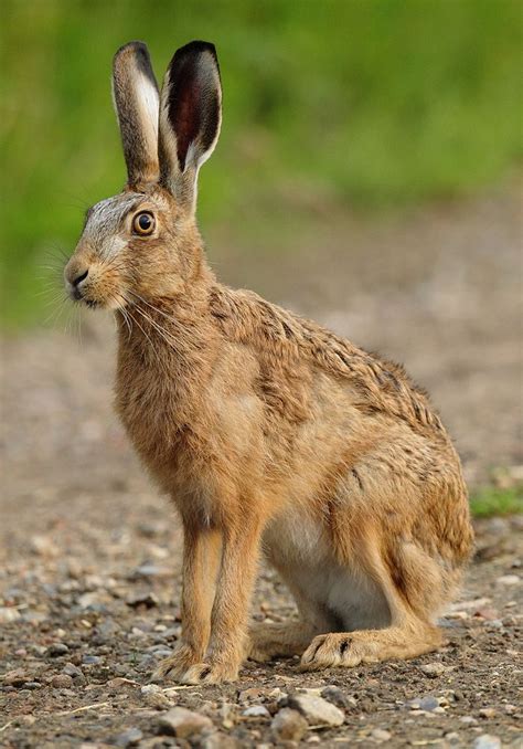 Brown Hare Sitting In Evening Light Lepus Europaeus Mike Rae In 2023