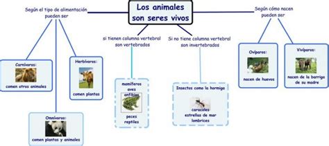 Mapa Conceptual Con Características De Los Animales Para Descargar