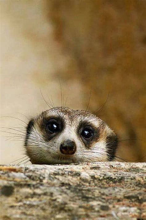 Cute Meerkat My Love Of Animals Pinterest