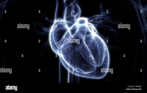 Human Cardiovascular System Heart Anatomy Stock Photo Alamy