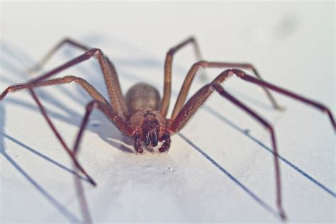 Here Is How Much Of A Threat The Brown Recluse Spider Poses In