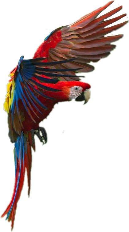 Macaw Macaw Transparent Png Original Size Png Image Pngjoy