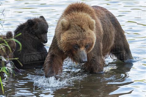 Huge Mother Kamchatka Brown Bear With Two Bear Cubs Fishing Red Salmon