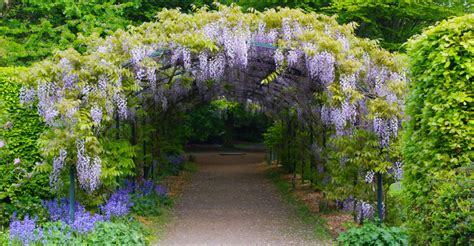 How To Grow And Care For Wisteria World Of Flowering Plants