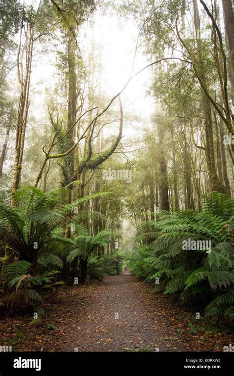 Narrow Path Through A Dense Rainforest With Ferns And Tall Trees