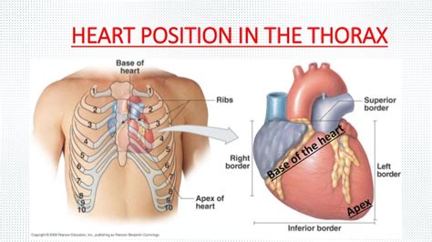Normally you can't feel the liver, because it's protected by the rib cage. In what anatomical position of the body is the heart located? | Socratic