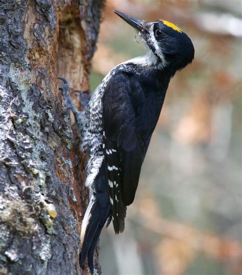 Everything You Need To Know About Woodpeckers In Maine
