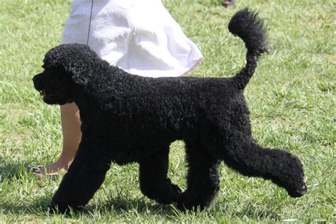 Portuguese Water Dog Breed Information Portuguese Water