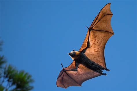 Flying Foxes The Largest Bats In The World Worldatlas