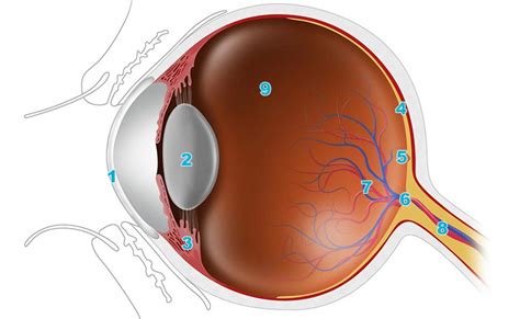 An Easy Guide To The Anatomy Of Your Eye