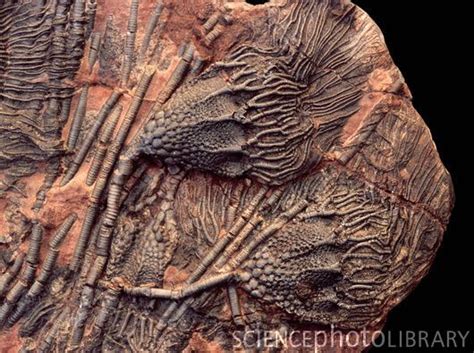 Crinoid Fossils Rock Containing Crinoid Or Sea Lily Fossils These