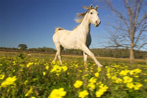 Horse Galloping Through A Field Of Flowers By Gustav Snyman Redbubble