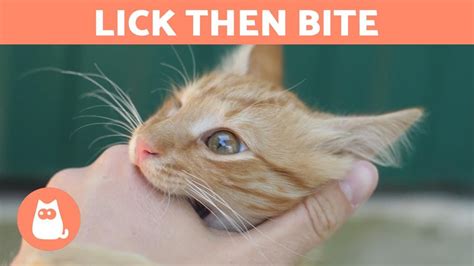 The best way to figure out why your cat stinks is to determine the source of the odor. Why does my cat LICK ME and then BITE ME? 🐱 (Strange ...