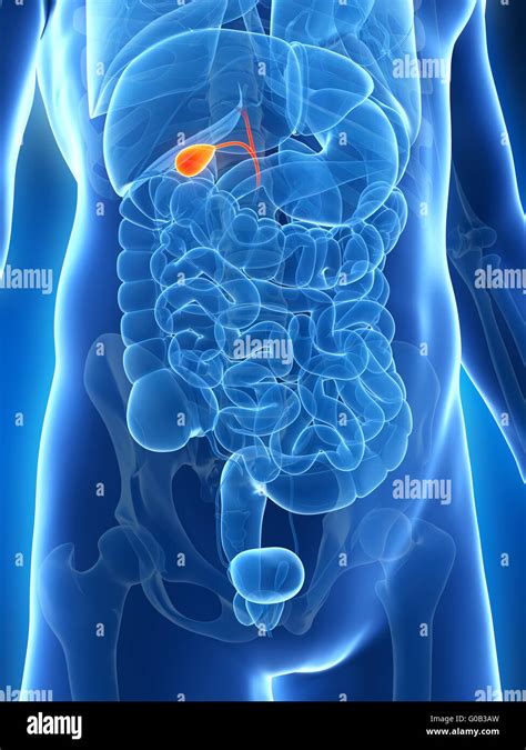 Healthy Gallbladder Hi Res Stock Photography And Images Alamy